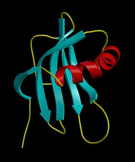 Domains Folding and Proteinase Inhibition by