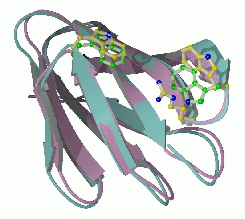 Cellulose CELLULOSE BINDING DOMIAN (of a plant cell wall hydrolase