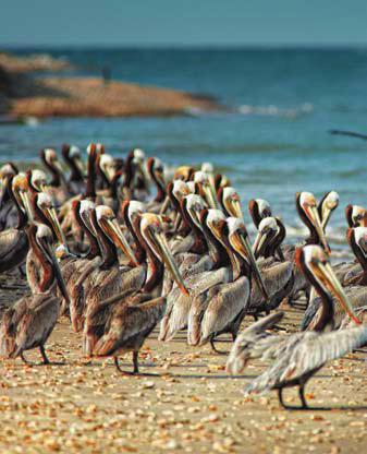Pelican Island, the forerunner of today s National Wildlife Refuge System. Those early wardens were tough hombres.
