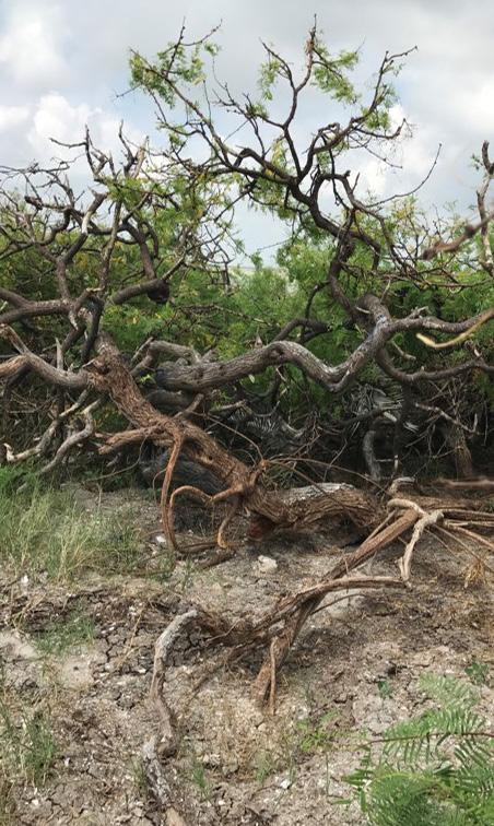 ILIANA PEÑA/AUDUBON Uprooted trees on Second Chain Island the Harvey impacted area must also be a priority.
