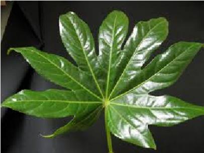 LA- simple leaf shape give outline - supported ot identify dark and light areas.