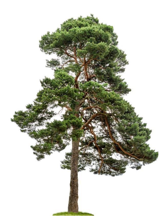 Softwood Softwood comes from coniferous trees Most coniferous trees have needles, are evergreen, and they keep their needles all year round Softwood trees grow faster