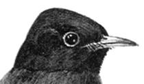 Hummingbirds Short, Curved Cone Beak Seeds 114-123 Ground Birds: Quail, Grouse