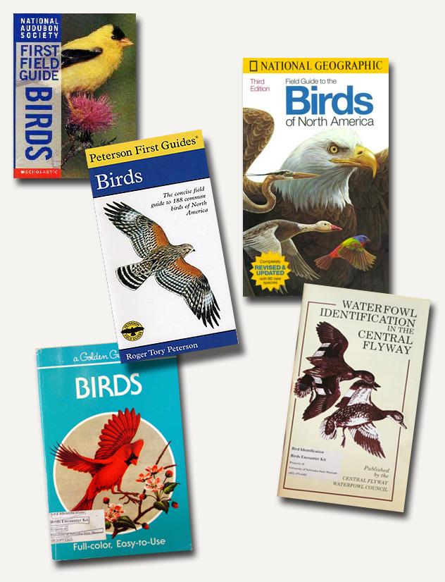 Activity 1 Activity One - Bird Identification Part 2: Using a Field Guide UNSM Activity Overview: Using field guides, students discover distinguishing characteristics that help them identify birds.