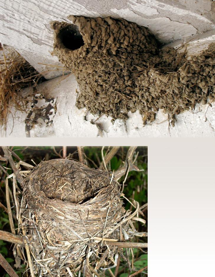 Activity 3 Activity Three - Bird Nests Part 1: Bird Nests OBIS Activity Overview: When students construct their own nests they discover the variety of materials birds use in nest building.