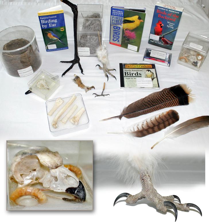 Contents of the Birds Kit Activity 5: Bird Adaptations Flappers NWF Activity Fill the Bill NWF Activity Feet are Neat NWF Activity 15 How Birds Get a Living reference sheet Eyewitness Books: Birds