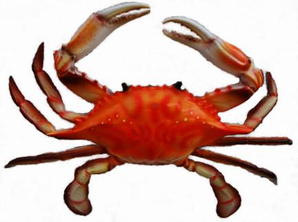 Studii de caz Clasificarea crabilor cu RNA formularea problemei