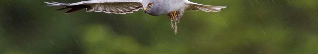 As with most birds of prey (e.g. Peregrine Falcon, Sparrowhawk, Kestrel), the female is larger than the male.