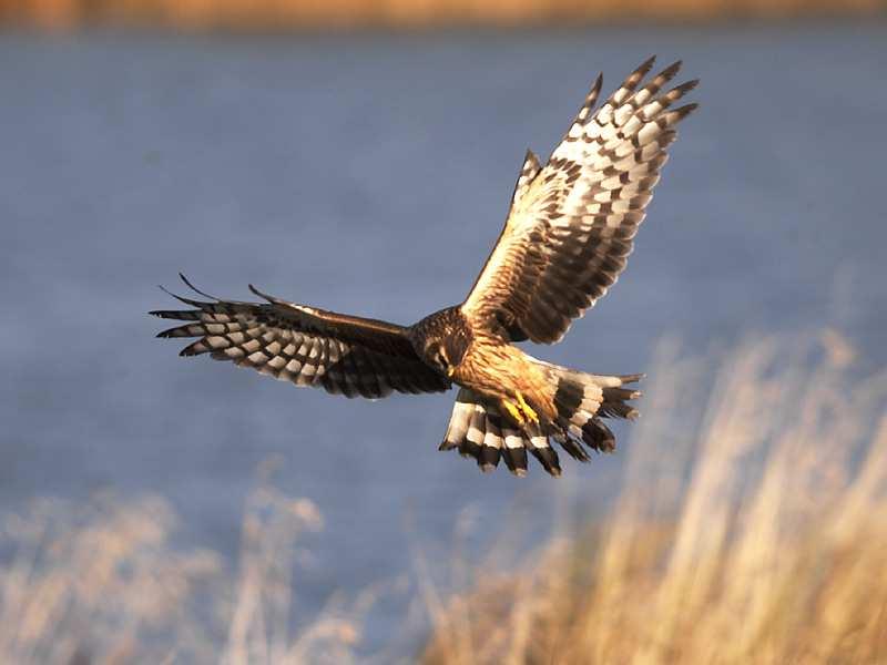 Female Hen Harrier at roost.