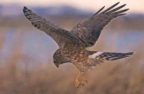 6 The importance of the Peak District hen harriers The hen harriers which nested in the Peak District last year were only the second and third pairs to successfully nest here for almost 140 years.