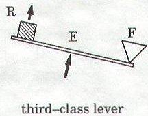 3 rd Class Lever The is between