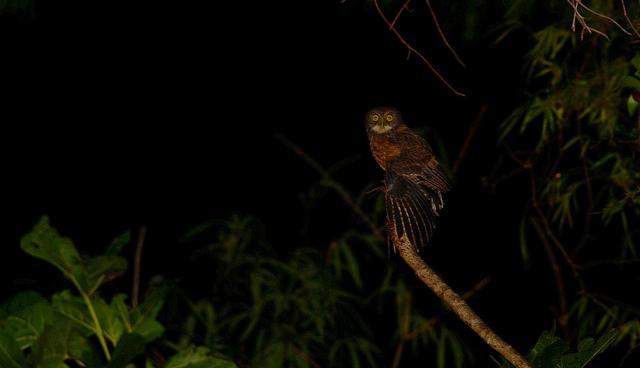 Mindanao Rufous Paradise-Flycatcher and Naked-faced Spiderhunter perched several times. We ended our first successful day with crippling views of Everett s Scops-Owl.