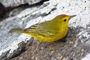 NEW WORLD WARBLERS - Parulidae Mangrove Warbler Dendroica erithachorides : Common, widespread, very attractive and noted daily in variable number.