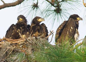Saving Our National Symbol For Eaglewatchers, watching an eaglet s progress is like watching their own kid learn to walk.