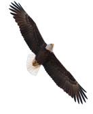 Your financial investment helps to protect eagles, important habitats and create a future for conservation.