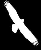 givetoaudubonflorida.org/eaglewatch.html or contact kwarner@audubon.org. EagleWatch Updates Audubon is revising the EagleWatch Training Manual for the 2016-2017 training season!