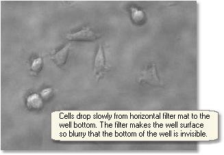 VERTICAL MIGRATION ASSAY Focusing Focus can be set manually if there's something visible in the well bottom to focus on, such as cells or garbage.