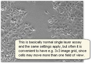 HORIZONTAL MIGRATION ASSAY Default settings Z-stack 16µm Auto-adjust focus is active Use near cell center area in well Focus manually the first