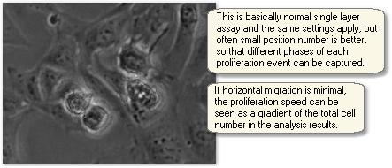 min PROLIFERATION ASSAY Default settings Z-stack: 16µm Auto-adjust focus is active Use near cell center area in well Focus the first position in first
