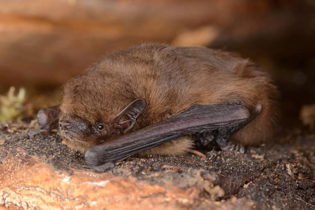 Bat Species of the Year 2015 Nathusius pipistrelle (Pipistrellus nathusii) Facts compiled for BatLife Europe by Daniel Hargreaves, Helena Jahelkova, Oliver Lindecke and Guido Reiter Biology and