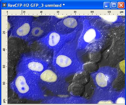 Click the button to start the unmix ing. The result image shows a clear separation of the fluorescence channels 2 (CFP) and 3 (GFP).