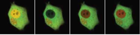 Intensity 3000 2000 While imaging a human embryonic kidney (HEK) cell loaded with Caged Calcium and Fluo-4 using 488 nm laser at 120 fps (with resonant scanner), the red ROI is uncaged with the 408