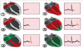 Fig 2.1.3: Electrical Activity of the Heart. Fig 2.1.4 shows time approximate duration between events of ECG signal.