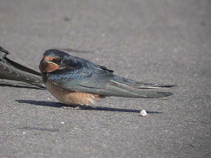 Photo: Juvenile Barn Swallow (Hirundo rustica) with reddish flush to the underparts. Jyrki Normaja 5.9. left from Mamaia early in the morning towards the coastal lagoons of Vadu.