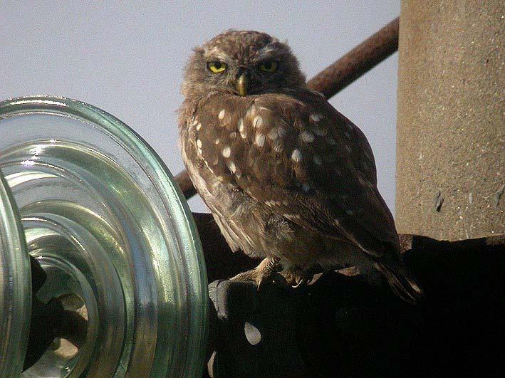 Photo: Little Owl (Athene noctua)