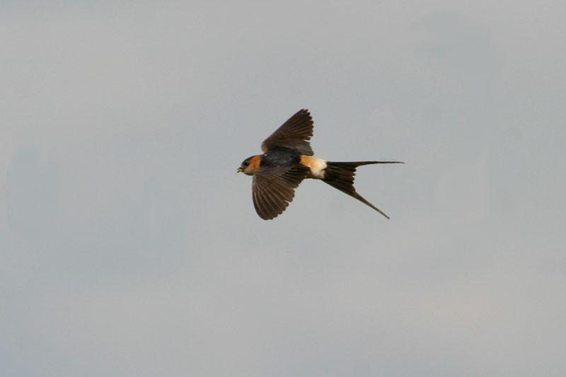 Photo: Red-rumped Swallow (Hirundo daurica)