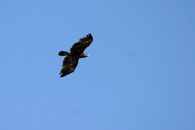 Photo: Greater Spotted Eagle (Aquila clanga) Tom Conzemius 3.9. we spent the day mainly in Macin hills west of Tulcea.