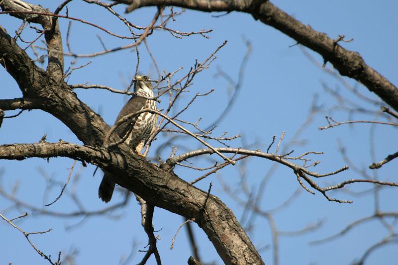 Photo: Juvenile Levant Sparrowhawk