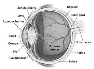 carries messages between the eye and the brain Muscles: reddish, or grey flat muscles around the eye used to raise, lower, and turn the eye 4.