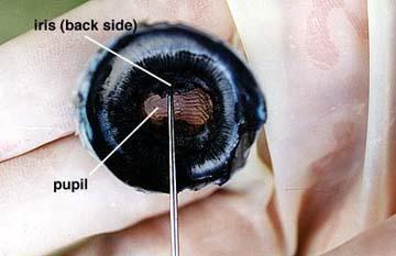 12. Remove the lens by pulling it free from its attachments. Note the shape of the lens, its stiffness and opaqueness. Suspensory ligaments may also be visible along the edge of the lens. 13.