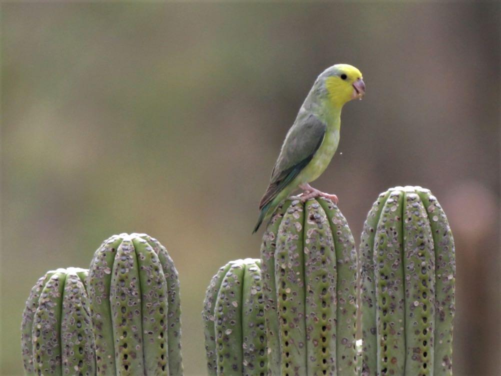 A perennial favourite; the Yellow-faced Parrotlet (Eustace Barnes). NORTHERN PERU 2017 4 24 NOVEMBER 2017 LEADER: EUSTACE BARNES FIRST IN THE FIELD!