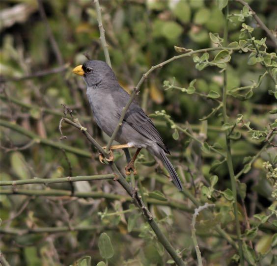 Cinereous Finch (left) and Eared Dove (right) (Eustace Barnes).