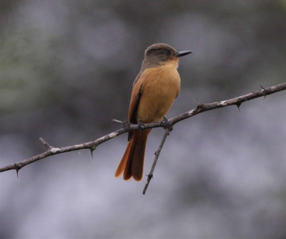 The dapper Rufous Flycatcher. Now seriously threatened (Eustace Barnes). As it happens Rafaan was deadly with little or no activity.