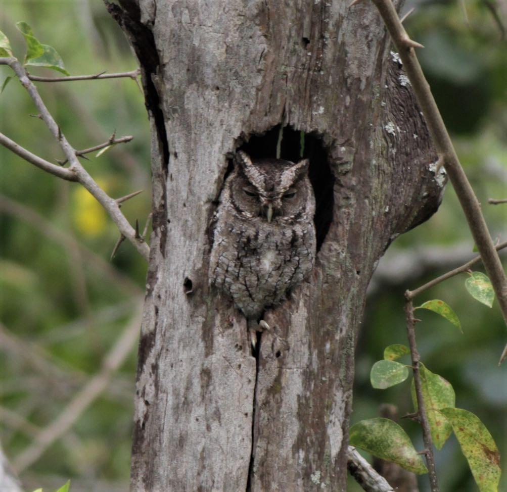 A well camouflaged West Peruvian Screech Owl (Eustace Barnes). The area also holds small numbers of Siskins, which strongly resemble Saffron Siskin from further north.