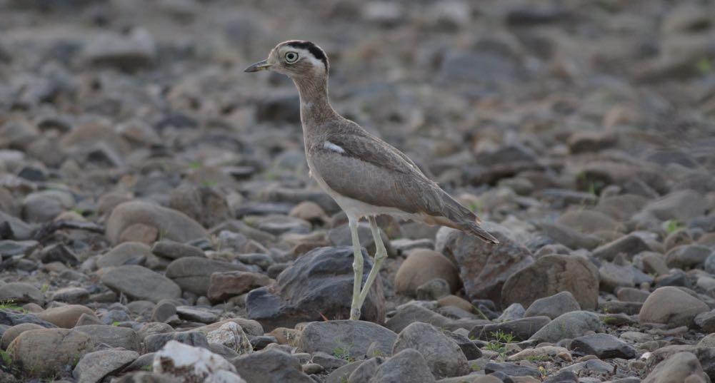 Peruvian Thick-knee (Eustace Barnes). Departing the following morning at 4.
