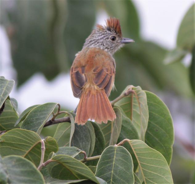 The same thicket as always. The same site produced Northern Line-cheeked Spinetails and Rufous-necked Foliage-gleaner.