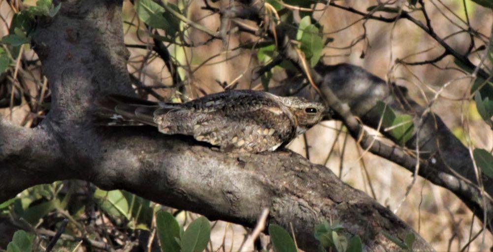 Lesser Nighthawk on its day roost (Eustace Barnes). NEXT! That woke me up alright, as we headed into the Amazon basin down the endless sinuous route to the Rio Maranon.