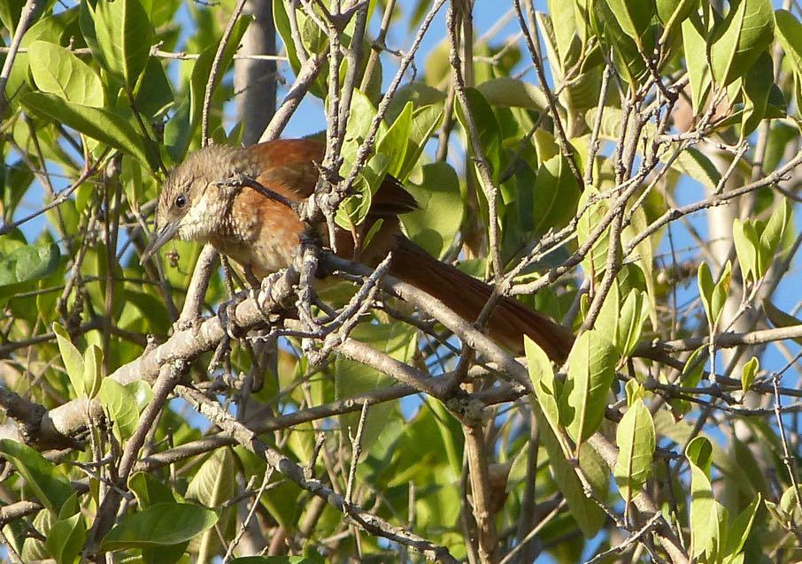 Chestnut-backed Thornbird above Balsas (Eustace Barnes).