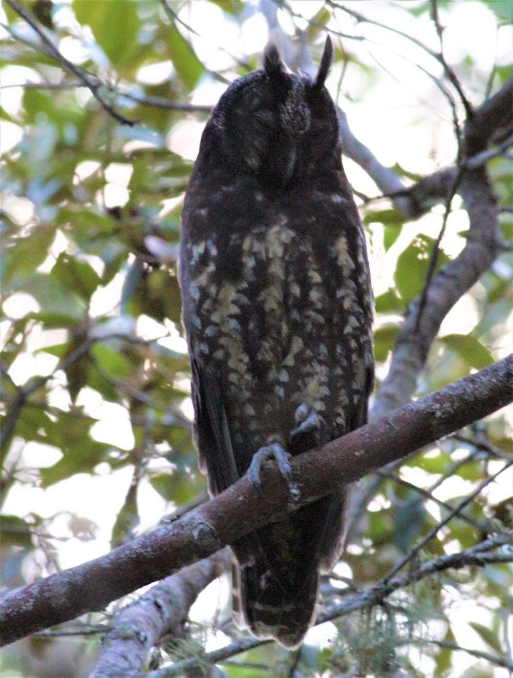 Neat! An uncropped Stygian Owl on its roost (Eustace Barnes) Check this out. A superb Stygian Owl just waiting for us in a car park at the end of a great afternoon s birding.