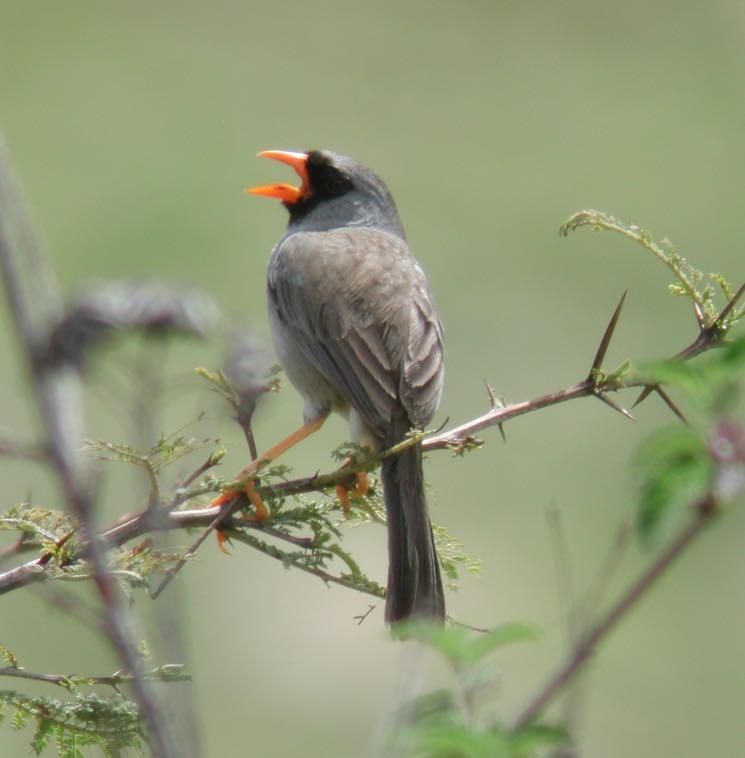 Grey-winged Inca-Finch (EB).