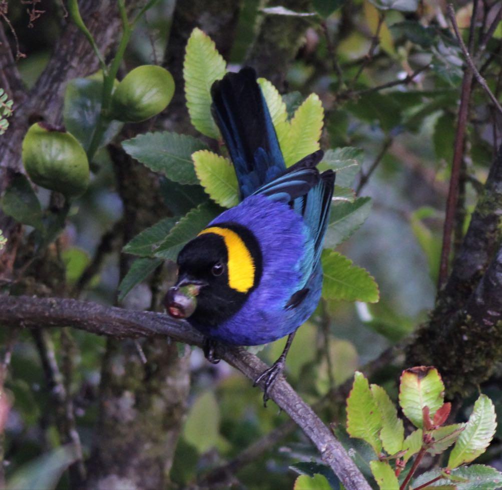 Yellow-scarfed Tanager; a real beauty and a clear favourite (Eustace Barnes).