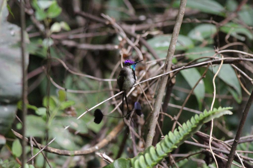 The Marvelous Spatuletail. What a bird! Never fails to impress (Eustace Barnes). What a bird and indeed worthy of all the adulation heaped upon it.