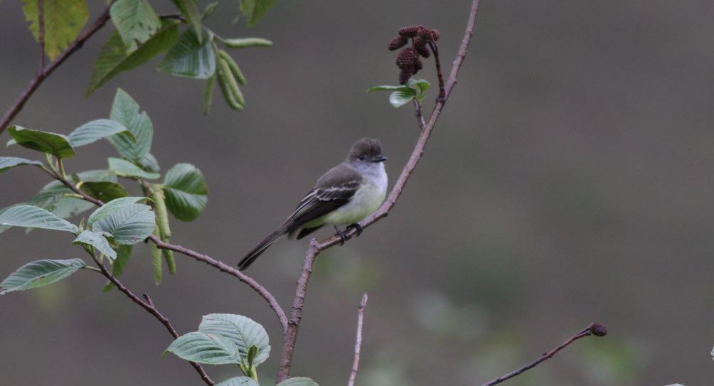 Pale-edged Flycatcher (Eustace Barnes)) Bamboo patches