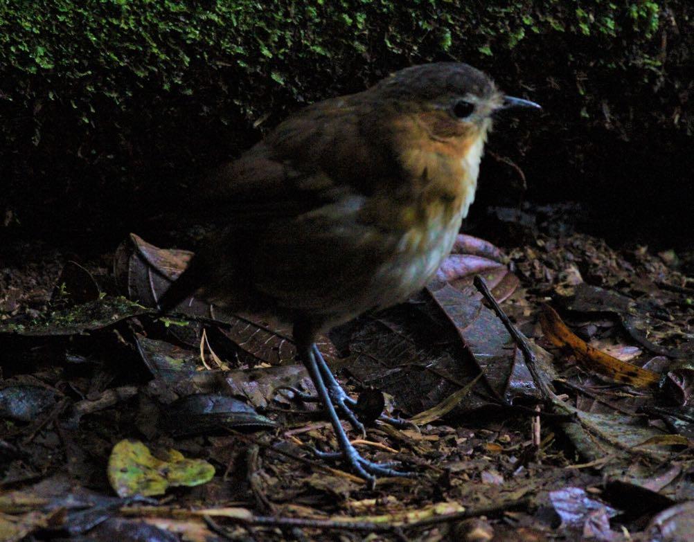 Jon the Rusty-tinged Antpitta; traditionally a difficult customer (EB). Pressure off and time to go birding!