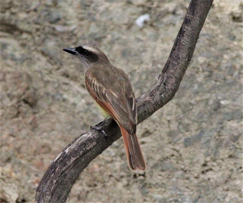 Baird s Flycatcher (Eustace Barnes). White-winged Becard Pachyramphus polychopterus A few at Wakanki. Rufous-browed Peppershrike Cyclarhis gujanensis Widespread and numerous species.