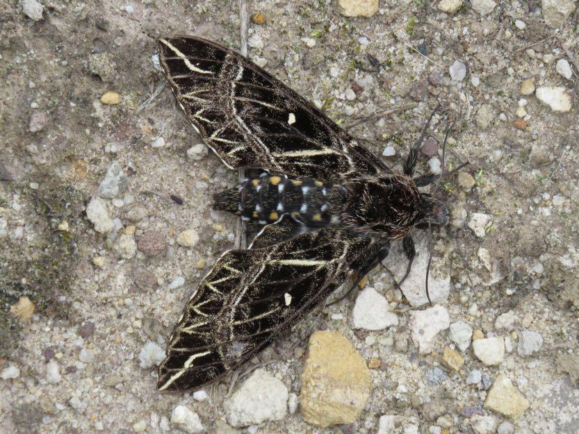 moth, probably sp nov (Eustace Barnes) 70